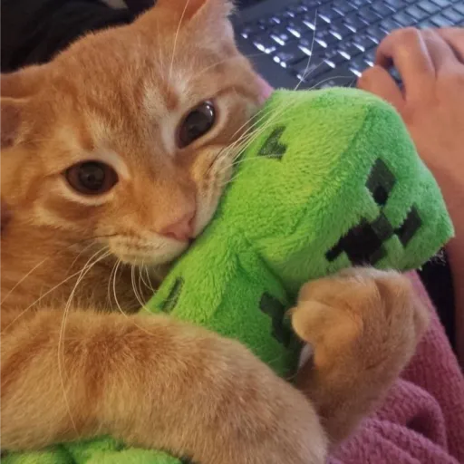 An orange cat hugging a creeper plushie